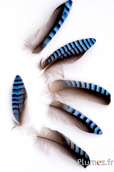 Geai des chênes - 3-5 cm - bleu naturel